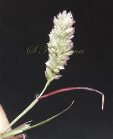  Inflorescence
